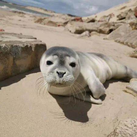 Cozy D'opale Charmant T1 Bord De Mer Cour Privee Et Clot Wifi 3 Pers Animaux Acceptes Gratuit *