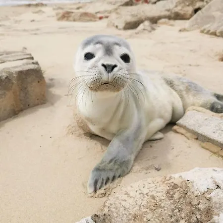 Cozy D'opale Charmant T1 Bord De Mer Cour Privee Et Clot Wifi 3 Pers Animaux Acceptes Gratuit דירה *